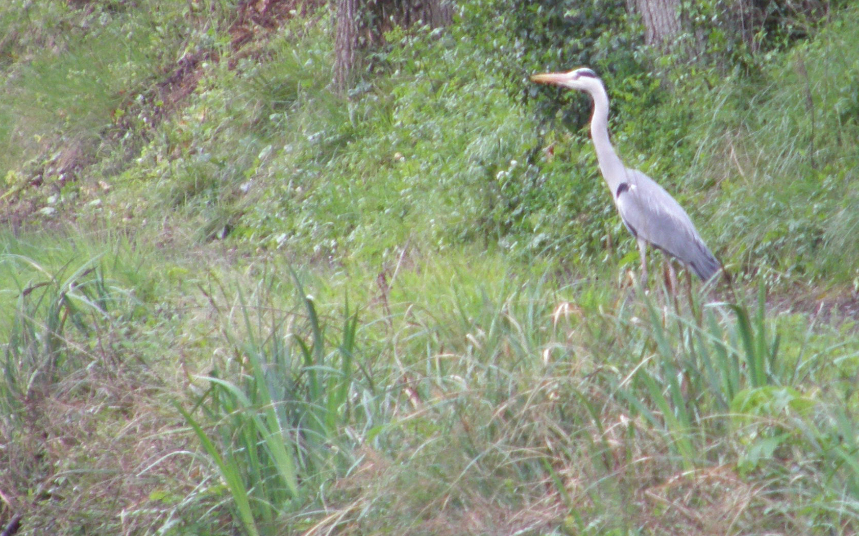 Photos/canal_du_midi/P4141484.JPG